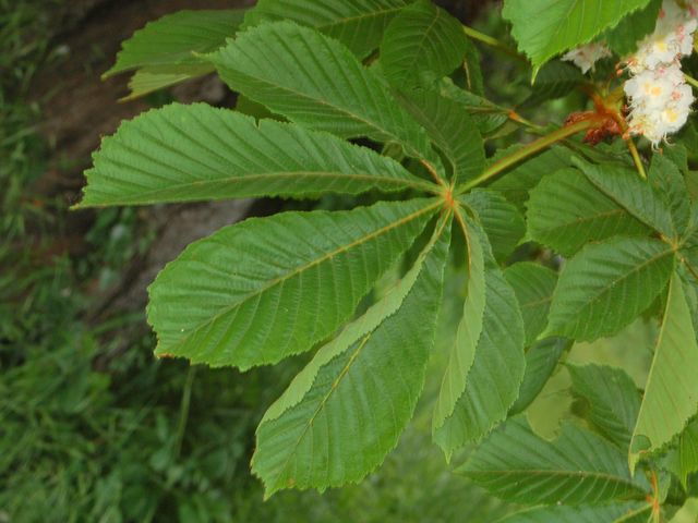 Aesculus hippocastanum / Ippocastano